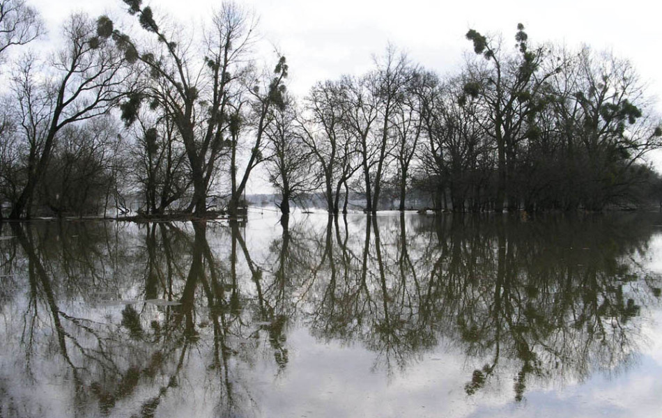 überflutete Elbwiese bei Steckby