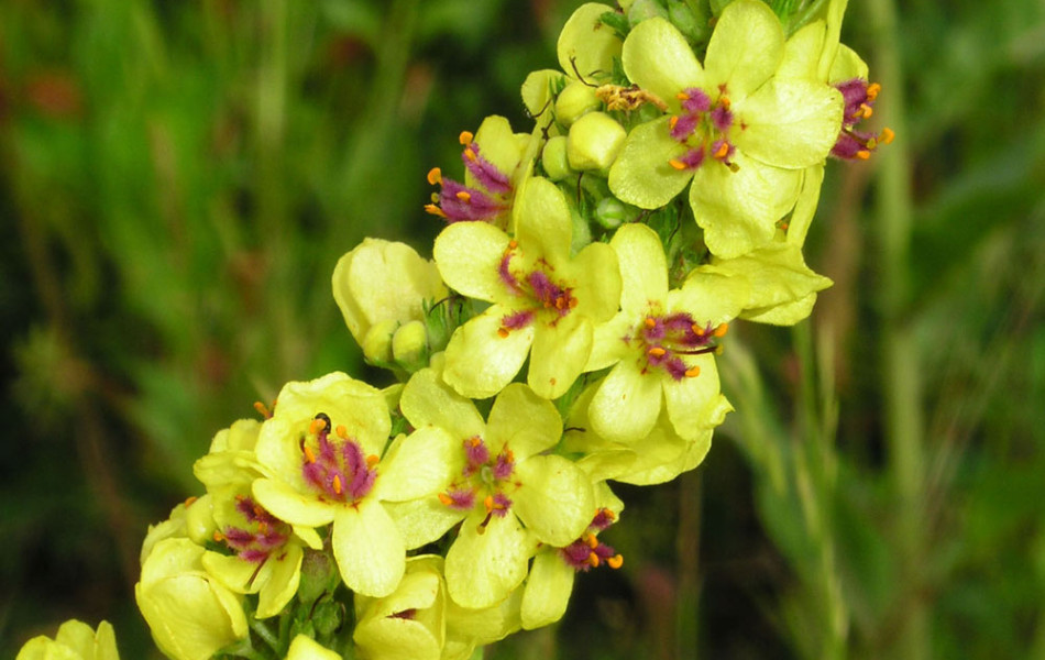 Schwarze Königskerze (Verbascum nigrum)