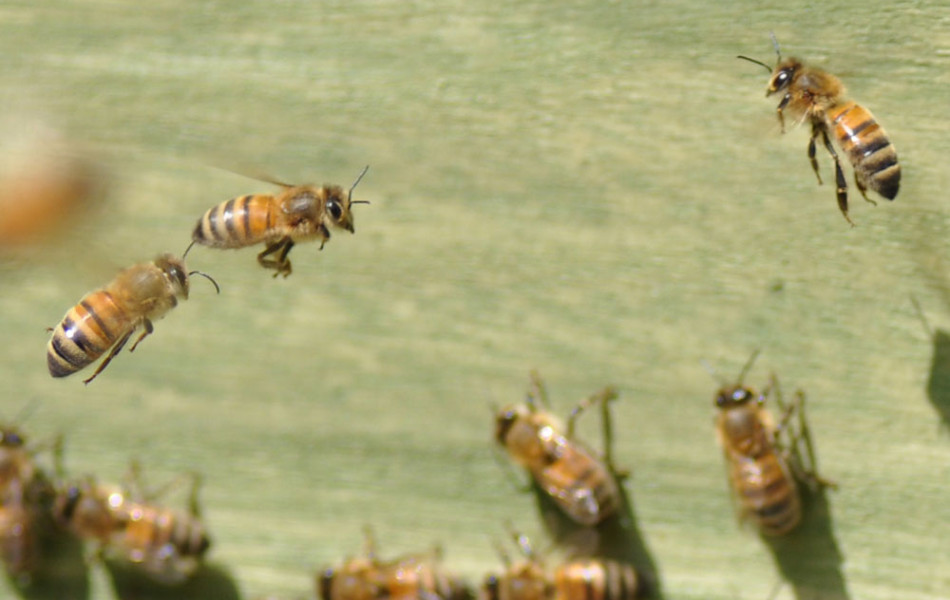 Westliche Honigbiene, Europäische Honigbiene der Rasse Buckfast (Apis mellifera x Buckfast)