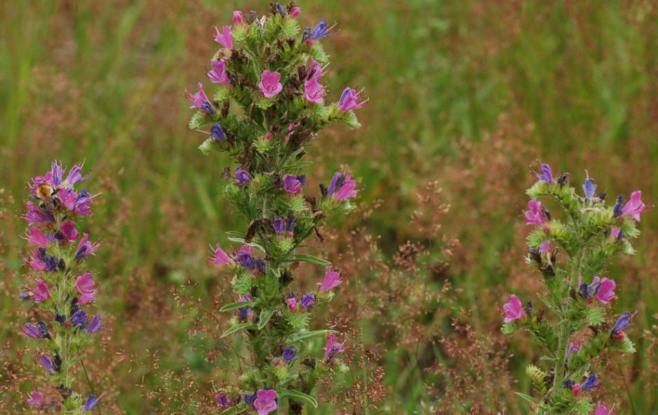 Gemeiner Natterkopf (Echium vulgare)