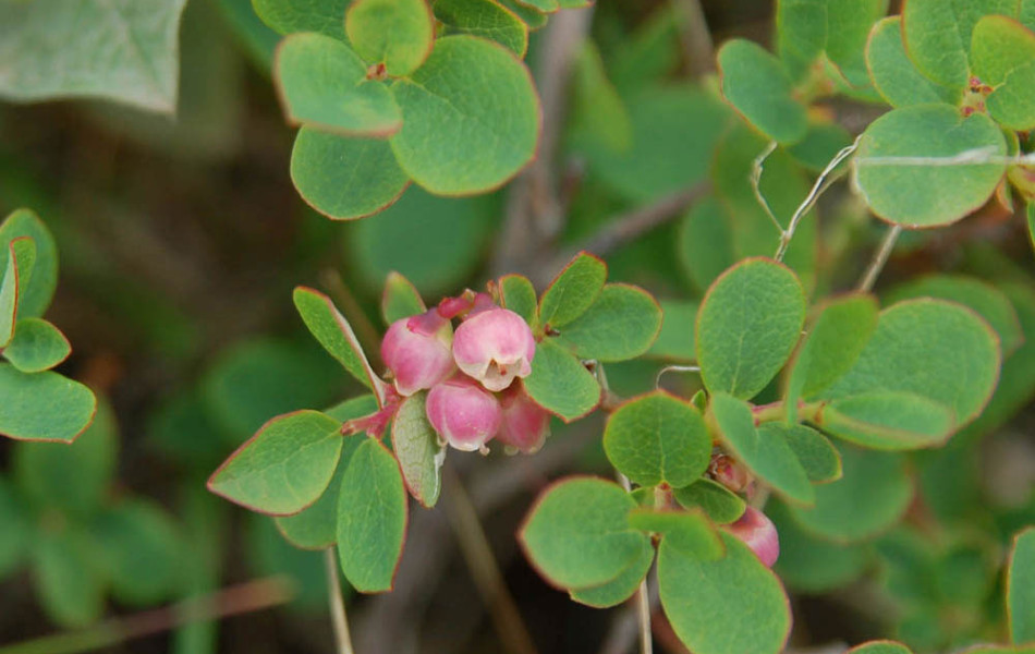 Rauschbeere, Trunkelbeere (Vaccinium uliginosum)