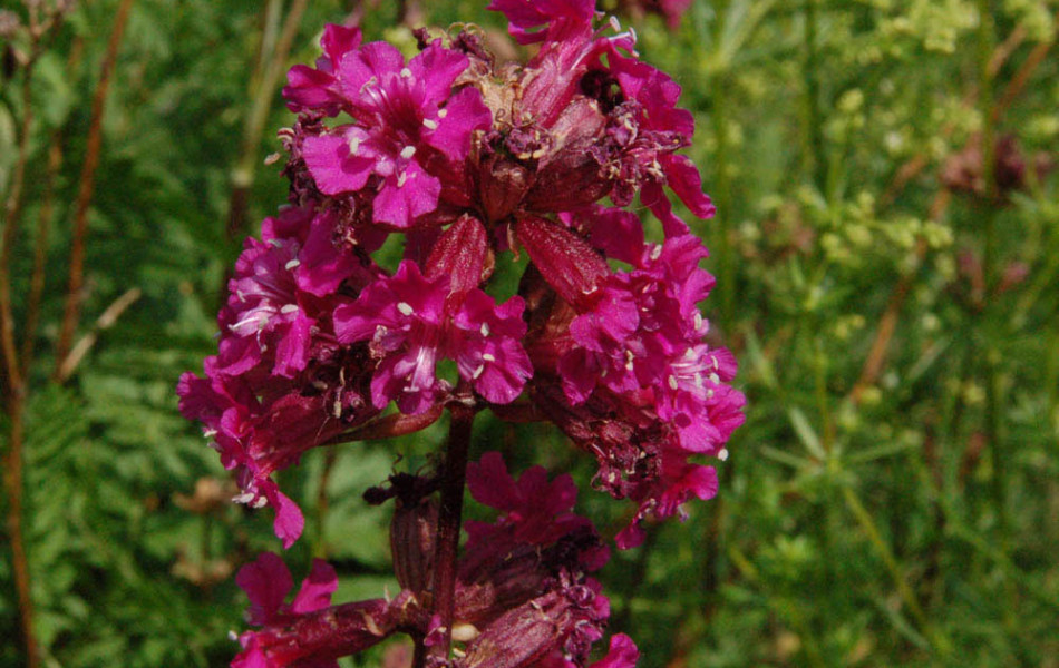 Gewöhnliche Pechnelke (Silene viscaria, Lychnis viscaria)