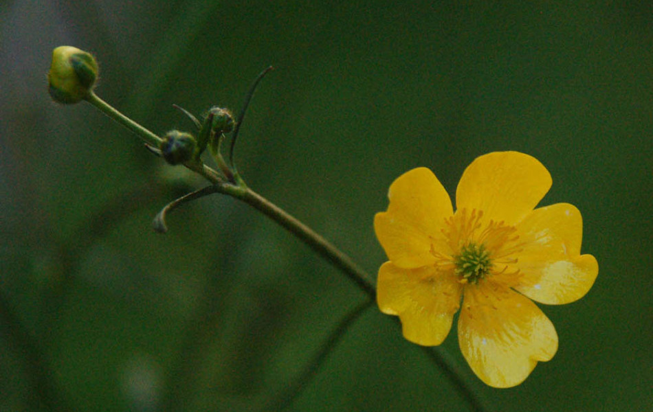 Hahnenfuß (Ranunculus)