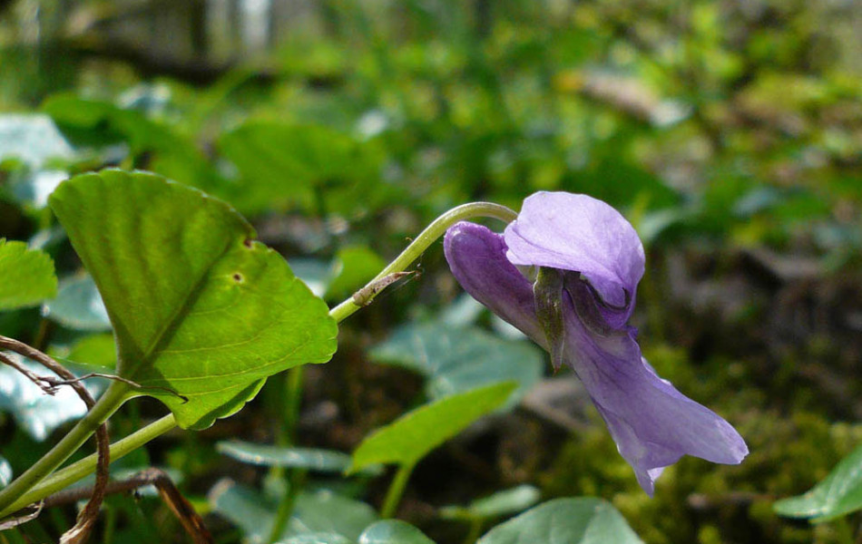 Wald-Veilchen (Viola reichenbachiana)