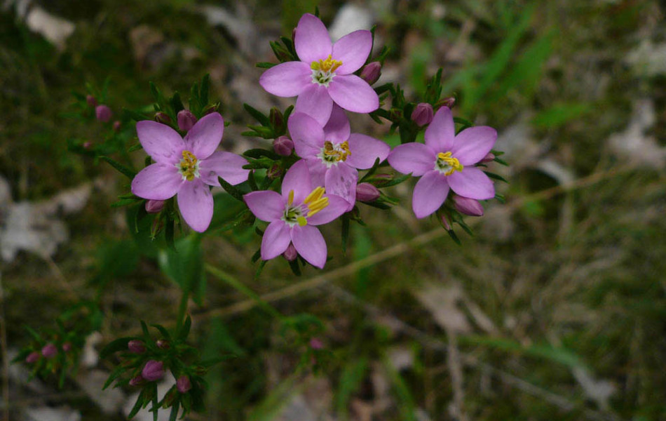 Zierliches Tausendgüldenkraut (Centaurium pulchellum)