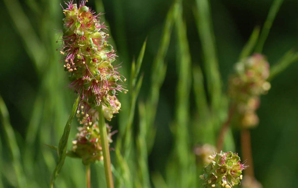 Kleine Wiesenknopf (Sanguisorba minor)